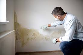 Reliable Aurora, NE Mold Removal Services Solutions